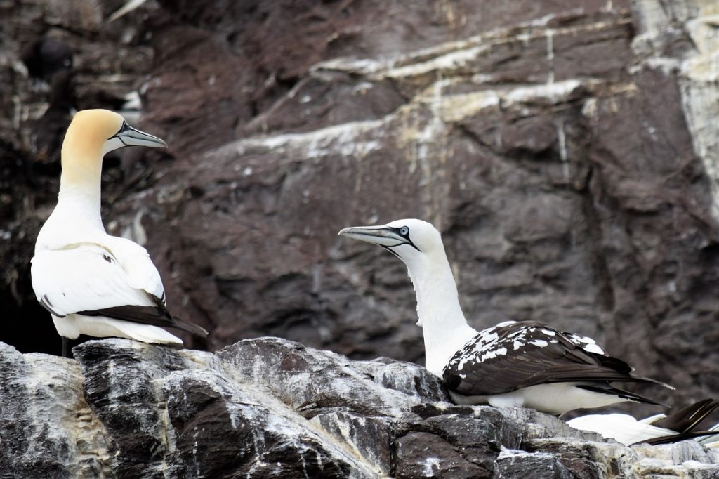 saint-michels-sword-gannets-skellig