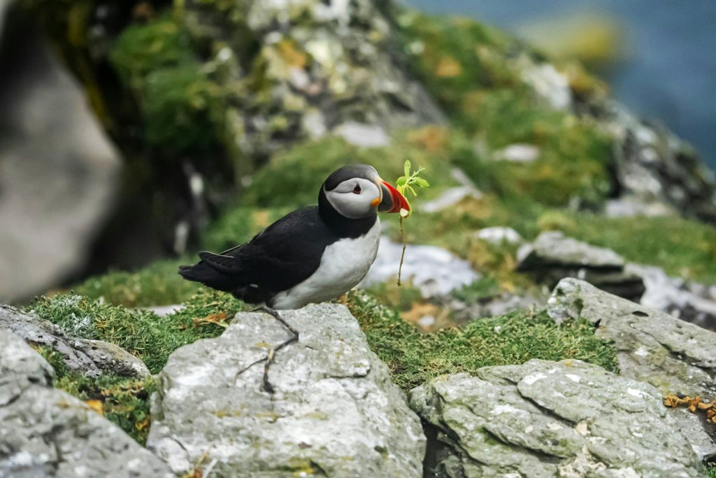 saint-michels-sword-puffin-skellig
